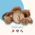 French Mush compléments alimentaires à base d'extraits de champignons médicinaux biologiques fabriqués en France Test produit - test -