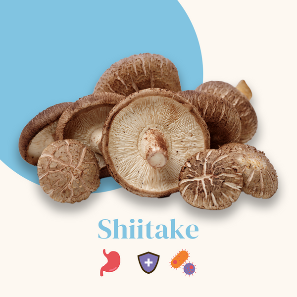 French Mush compléments alimentaires à base d'extraits de champignons médicinaux biologiques fabriqués en France Le Shiitaké - gélules -