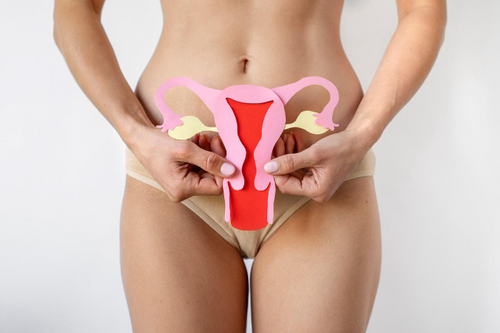 le rôle clé du Reishi dans l’équilibre hormonal féminin