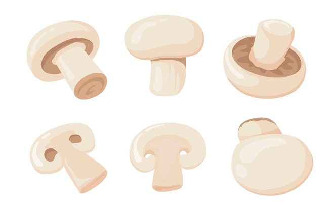 champignon ou collagene