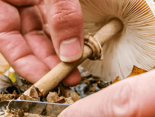 Champignons médicinaux et Mycothérapie : des vertus méconnues - French Mush