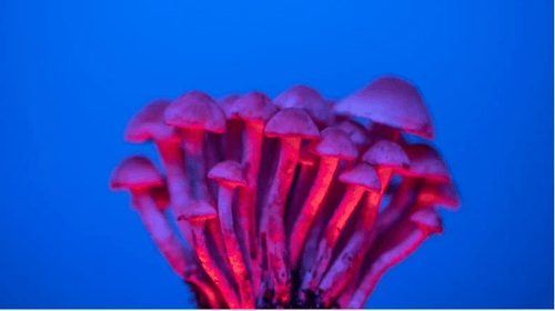 Champignons médicinaux vs hallucinogènes : Découvrons leurs distinctions et la législation Française - French Mush