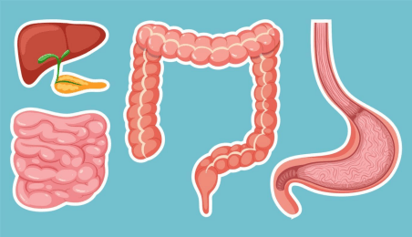 Comment les champignons médicinaux influencent ils la microbiote et la digestion ? - French Mush