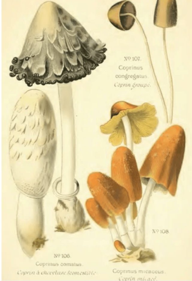 Coprinus comatus : Le coprin chevelu, un champignon aux bienfaits inattendus - French Mush