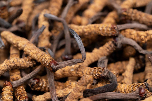 champignon Cordyceps