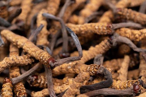 champignon Cordyceps