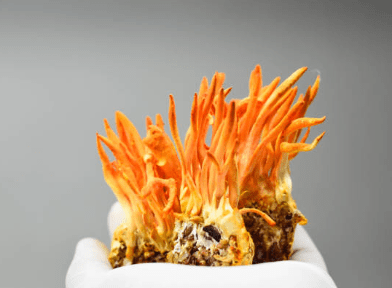 Cordyceps et performance sportive : mythe ou réalité - French Mush