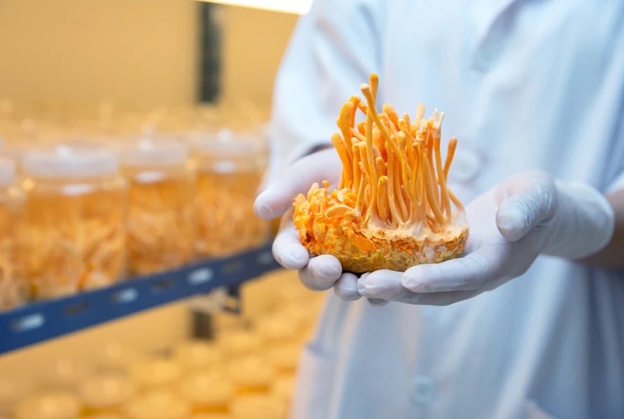 French Mush : la traçabilité et la qualité au cœur de nos compléments alimentaires - French Mush