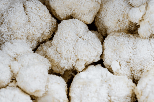 Héricium : Bienfaits pour l'immunité, l'équilibre mental et la digestion - French Mush