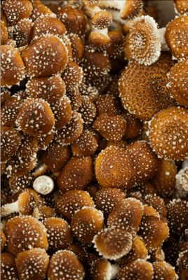 Le champignon shiitake : un allié minceur insoupçonné - French Mush