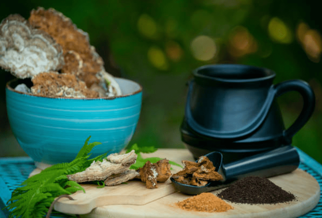 Le champignon Trametes versicolor : Une merveille de la nature connue sous le nom de Turkey's Tail - French Mush