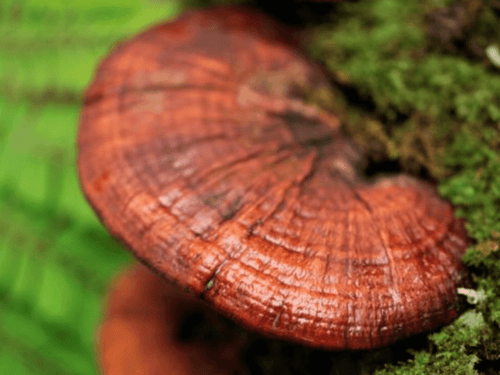 Le Reishi, un champignon aux multiples bienfaits et usages - French Mush