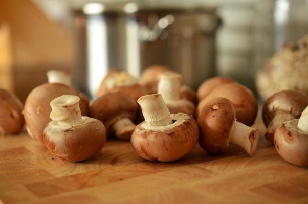 Les béta-glucanes, trésor caché des champignons médicinaux - French Mush
