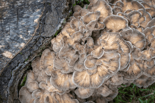 Maitake (Grifola frondosa) : Un allié naturel pour votre santé - French Mush