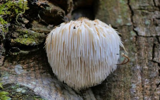 Molécules : Erinacines et Héricénones, liées au Lion’s Mane - French Mush