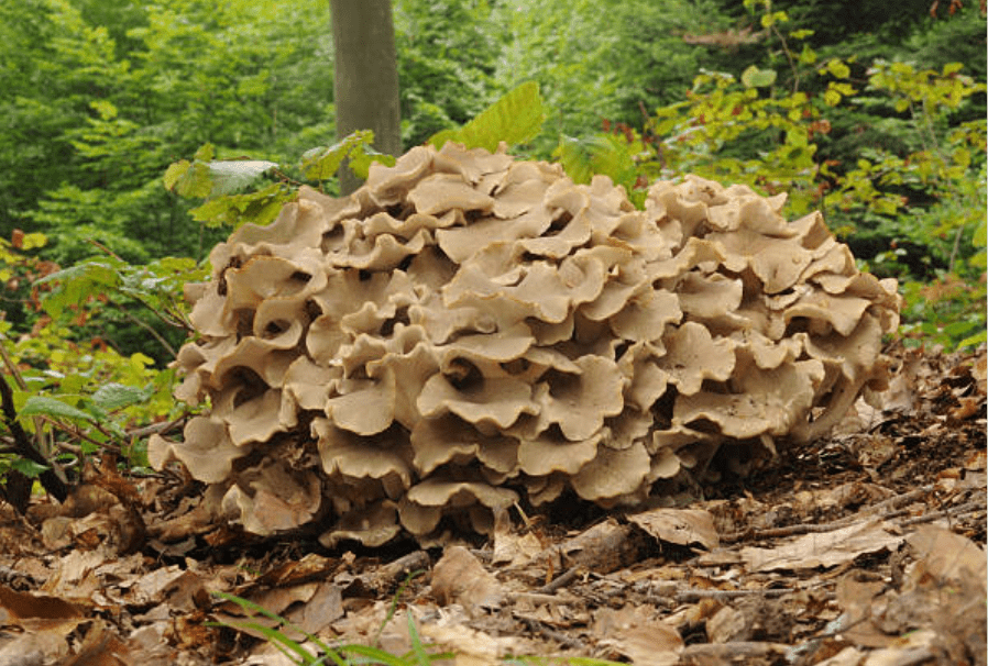 Polyporus umbellatus : Le champignon médicinal méconnu aux propriétés impressionnantes - French Mush