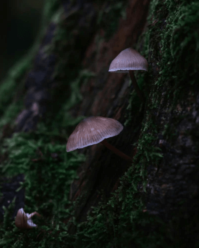 Pourquoi les champignons peuvent aider aux traitement des maladies auto-immunes ? - French Mush