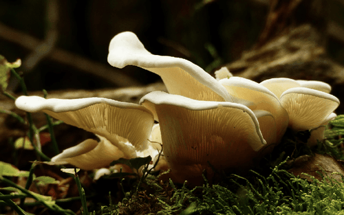 Pourquoi les champignons sont-ils médicinaux ? - French Mush