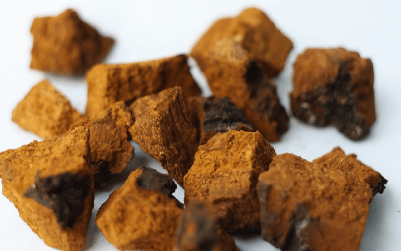 Quand prendre du chaga? - French Mush
