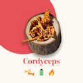 Cordyceps