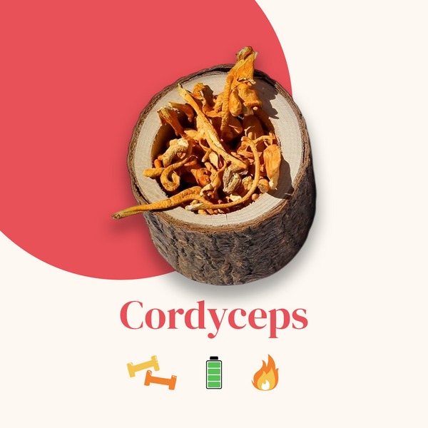Cordyceps