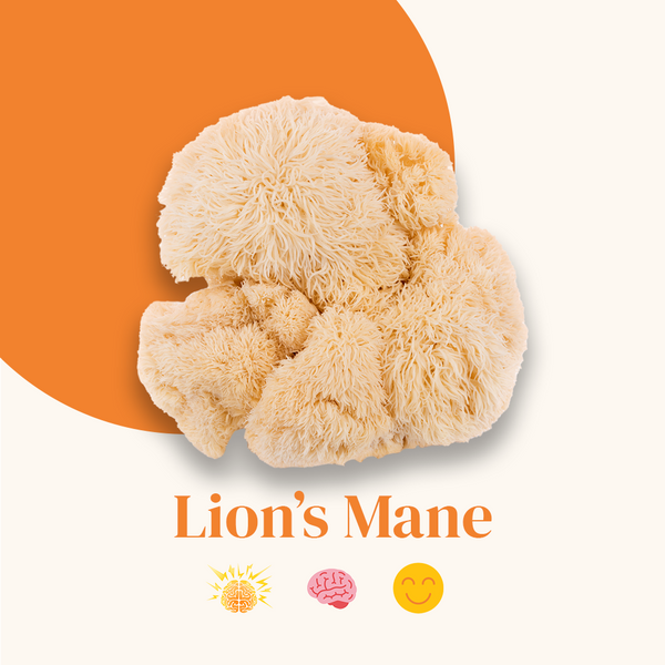 Lion's Mane French Mush Bio